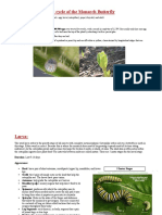 Life Cycle of The Monarch Butterfly