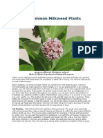 Article - Growing Common Milkweed Plants From Seeds