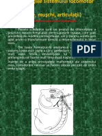 12.Dezvoltarea Aparatului Locomotor.dezvoltarea Scheletului,Craniului,Scheletului Axial,Membre