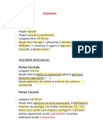 Anatomie Esofagul