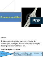 Sistema Esqueético 1