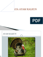 Budidaya Ayam Kalkun