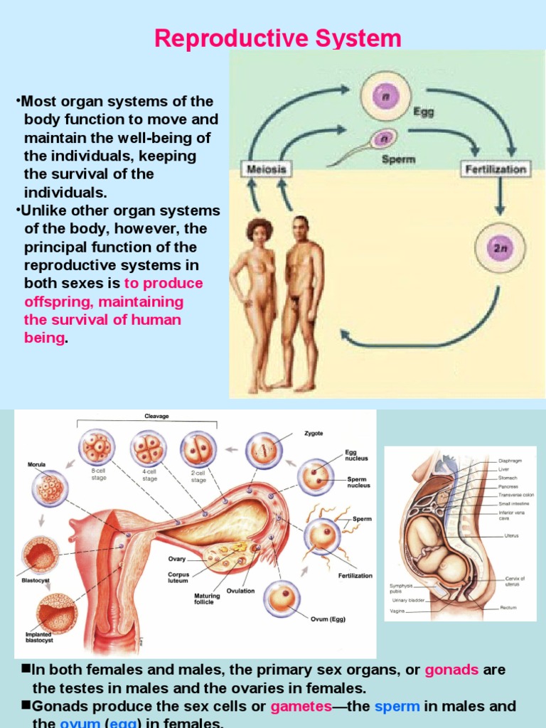 Overview of Male Reproductive System | PDF | Prostate | Reproductive System