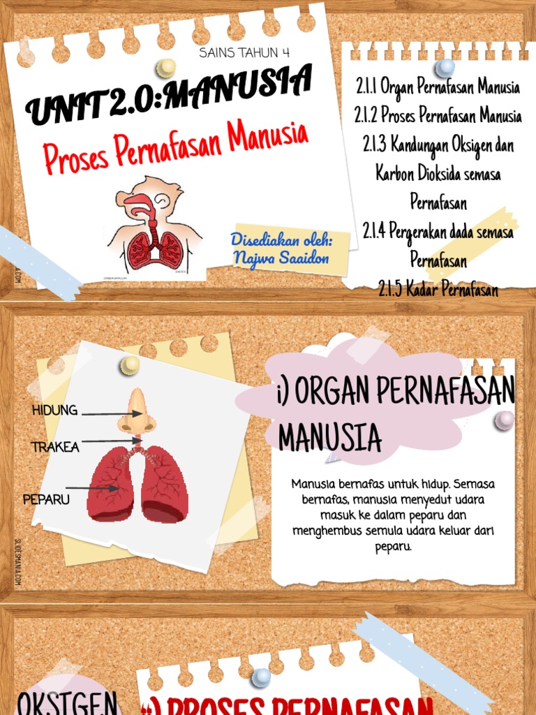 Proses Pernafasan Manusia 2 | PDF
