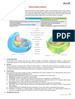 Células animales y vegetales: estructura y diferencias