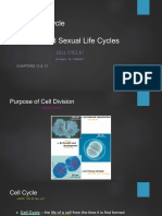 12&13 - Cell Cycle & Meiosis