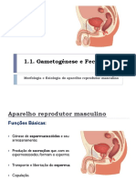 1.aparelho Reprodutor Masculino