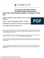 Restrepo Et Al. 2022. Evaluation of Putative Hybrid Hatchlings Between Hawksbill and Green Sea Turtles in Tortuguero, Costa Rica