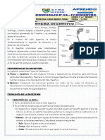 Sistema digestivo: órganos, funciones y procesos