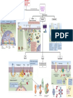 Receptors and Transduction Signal