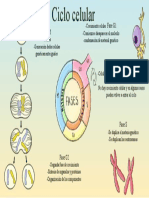Ciclo celular: las 5 fases del crecimiento y división celular