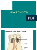 Urinary System