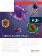 Cytokine Signaling Network Poster