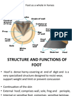 Anotomy of Hoof