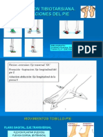 Articulacion Tibiotarsiana