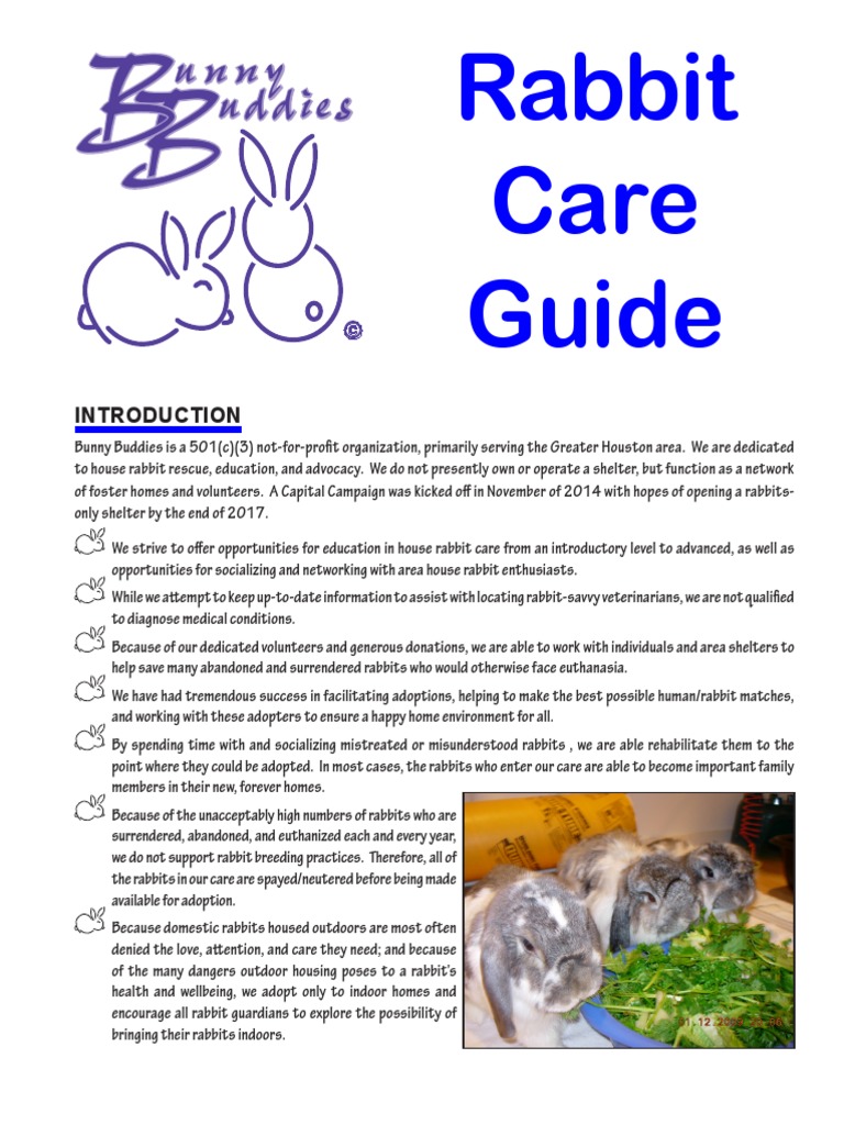 Rabbit Care Guide 11 2017 Download Free PDF Leaf Vegetable Neutering