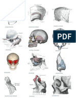 Huesos del cuerpo humano