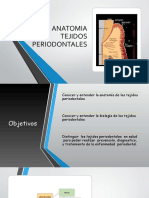 Anatomia Periodontal