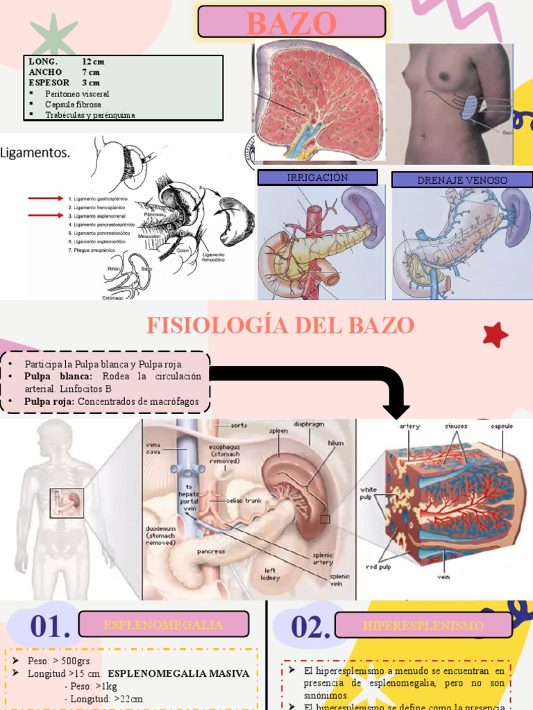 Anatomía y Fisiología del Bazo | PDF | Bazo | Anatomia animal