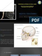 8 NERVIO TRIGÉMINO L1y7 C12