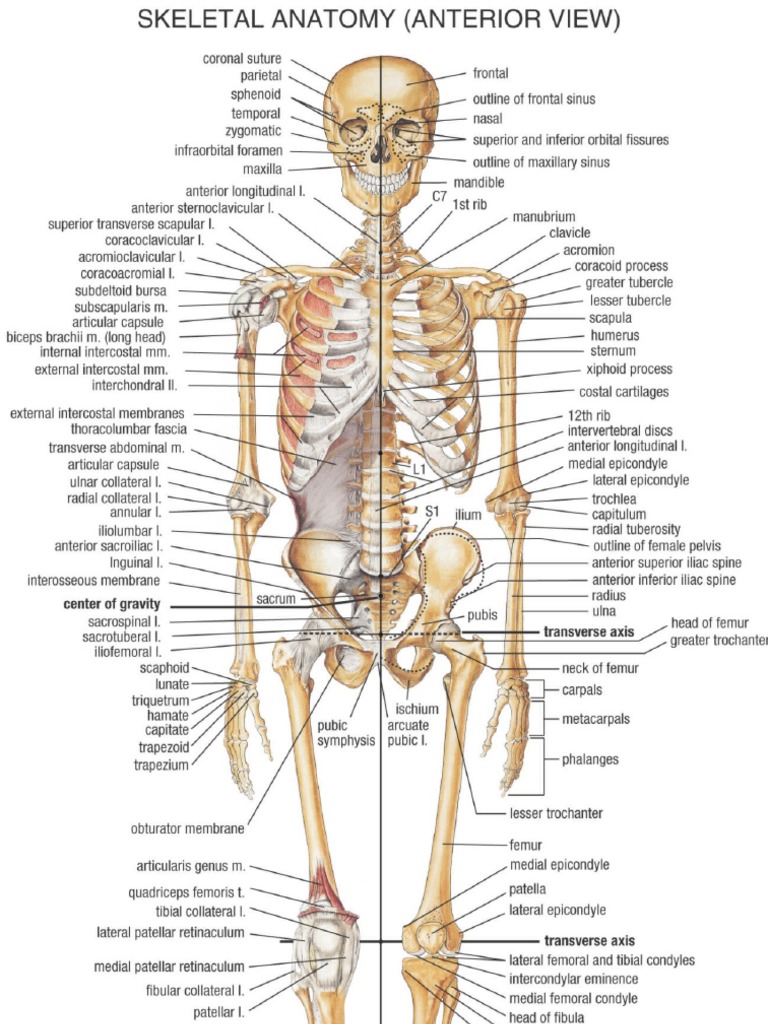 Gambar Anatomi Tulang Manusia | PDF