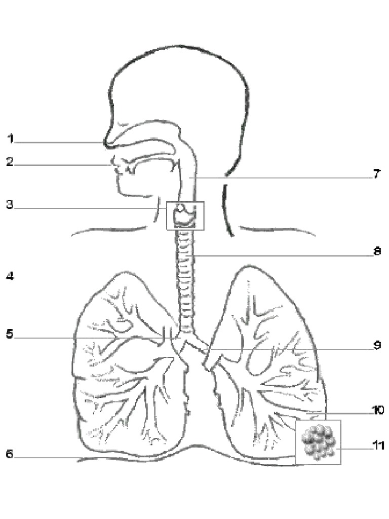 Image Sistem Respirasi Manusia | PDF