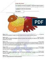 Las regiones corporales del plumaje de las aves- Actividades de repaso_Curso juez/a Sureña