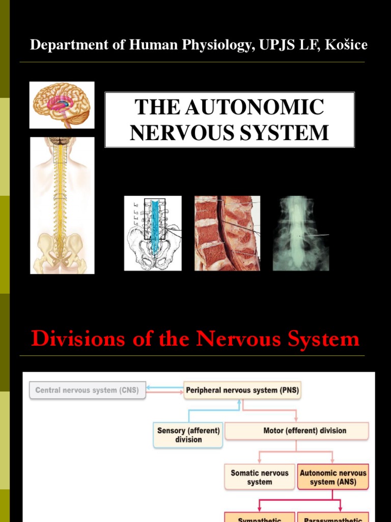 Autonomic Nervous System | PDF | Autonomic Nervous System | Acetylcholine