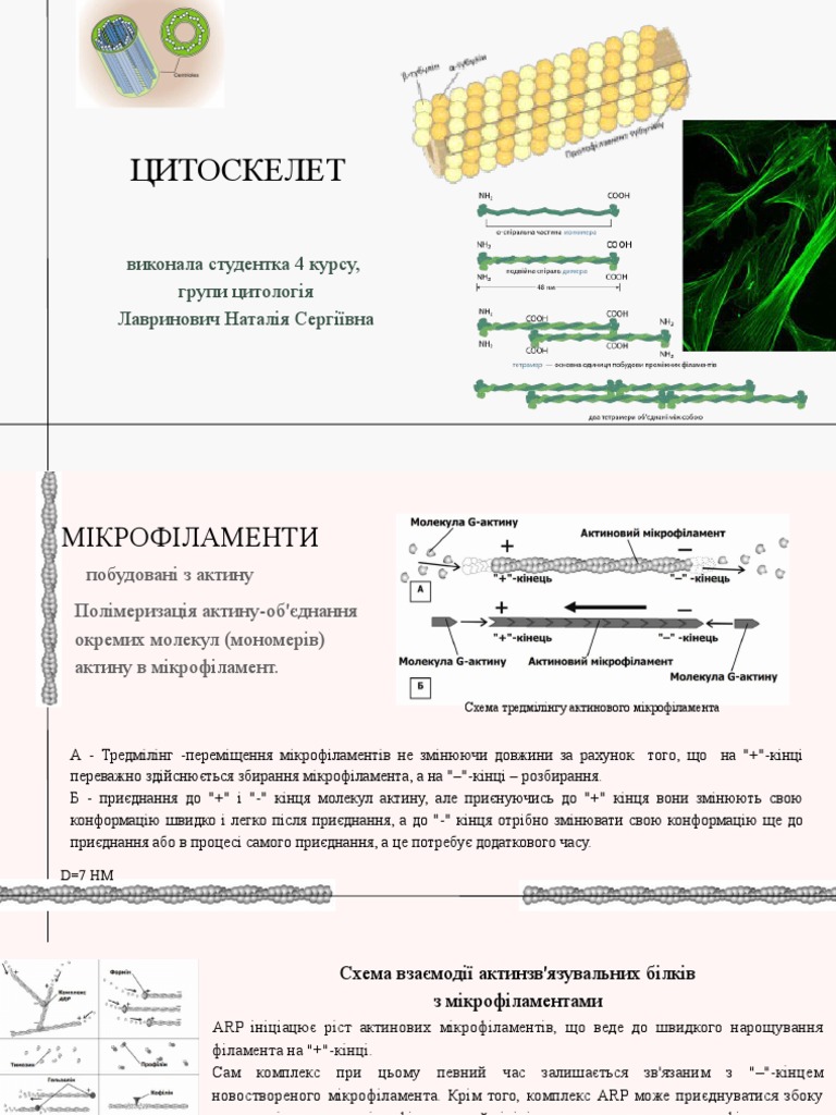 ЦИТОСКЕЛЕТ | PDF