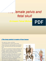 The female pelvis and fetal skull dimensions