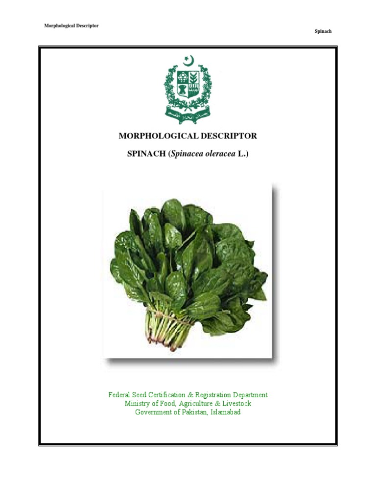 Spinach 1 PDF Leaf Plant Breeding