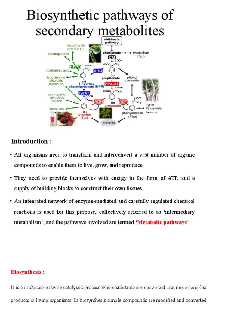 Biosynthetic Pathways of Secondary Metabolites | PDF | Metabolism ...
