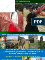 Mejoramiento Genetico de Quinua (Chenopodium Quinoa Willd.) y Liberacion de Nuevas Variedades en Perú