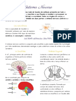 O Sistema Nervoso: Estrutura e Funções