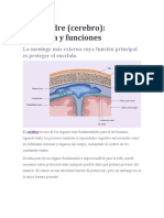 Cerebro Partes y Funciones