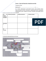 Fisa - Tipuri de Fascicule Si Alcatuirea Nervilor