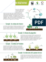 Fiche Pratique 04 Reproduction Vegetative Veni Verdi WWF