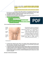 Urología Pediátrica 2 (Testiculo No Descendido e Hipospadias)