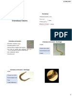 Enterobiose: parasita humano Enterobius vermicularis