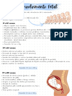 Desenvolvimento Fetal