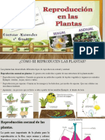 Reproduccion de Las Plantas