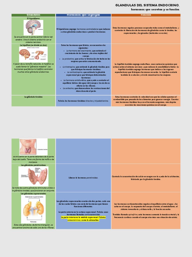 Glándulas y Hormonas Endocrinas | PDF | Sistema endocrino | Hormona