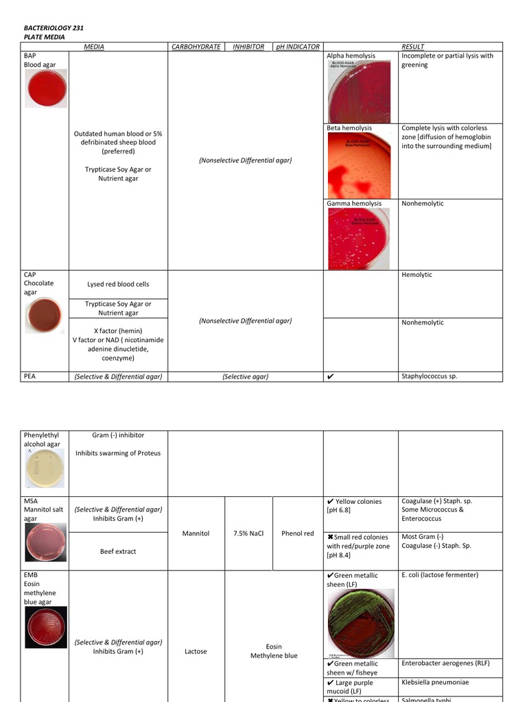 Blood Agar Plate Analysis in Microbiology | PDF | Cooking, Food & Wine ...
