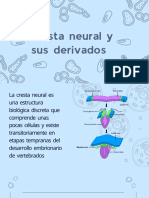 Cresta Neural Introducción A Embriologia