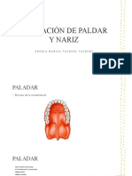 FORMACION DE PALDAR Y NARIZ Embriologia