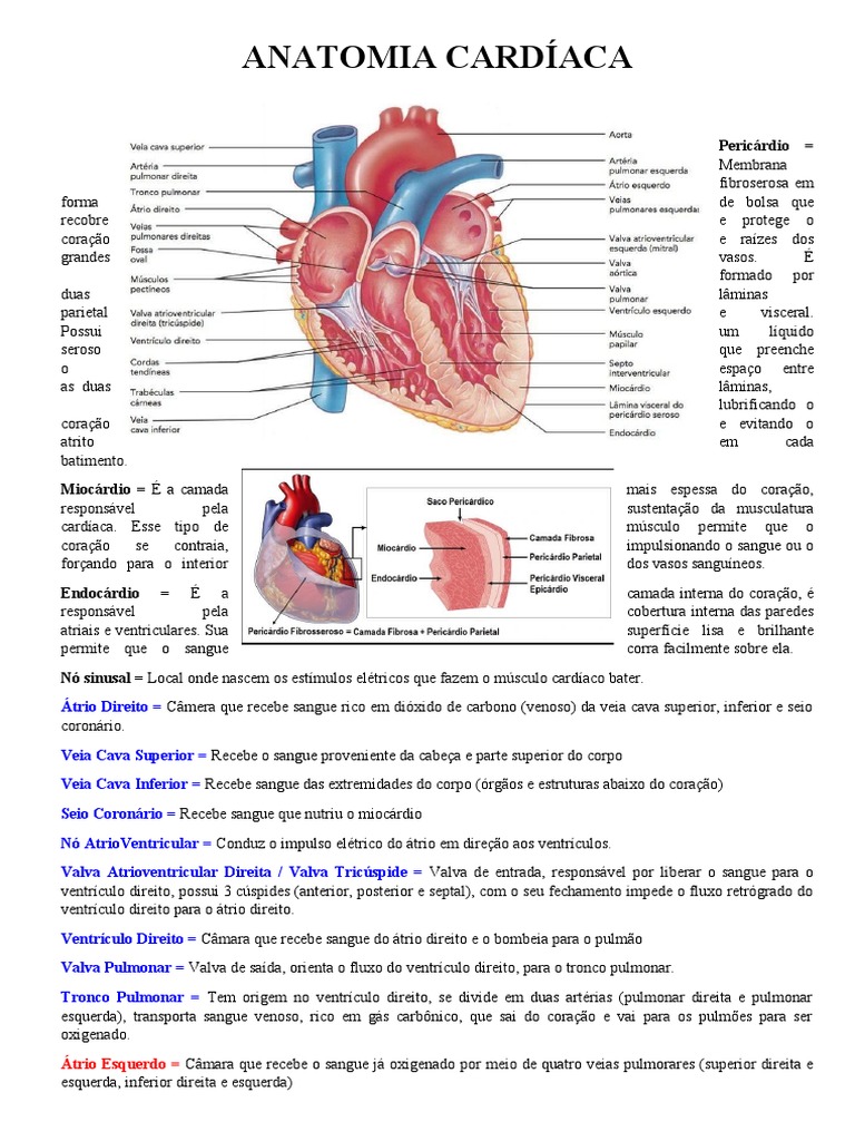 Estrutura e funcionamento do sistema cardiovascular: anatomia ...