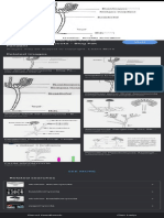 Konidium - Google Search