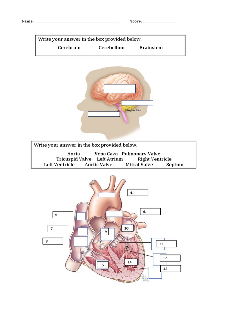 Caregiver Exam Practice Questions | PDF | Heart Valve | Infection