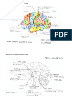 Areas Cerebro