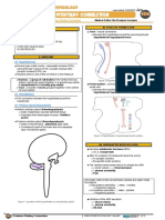 038 Endocrinology Physiology Hypothalamus Posterior Pituitary Connection